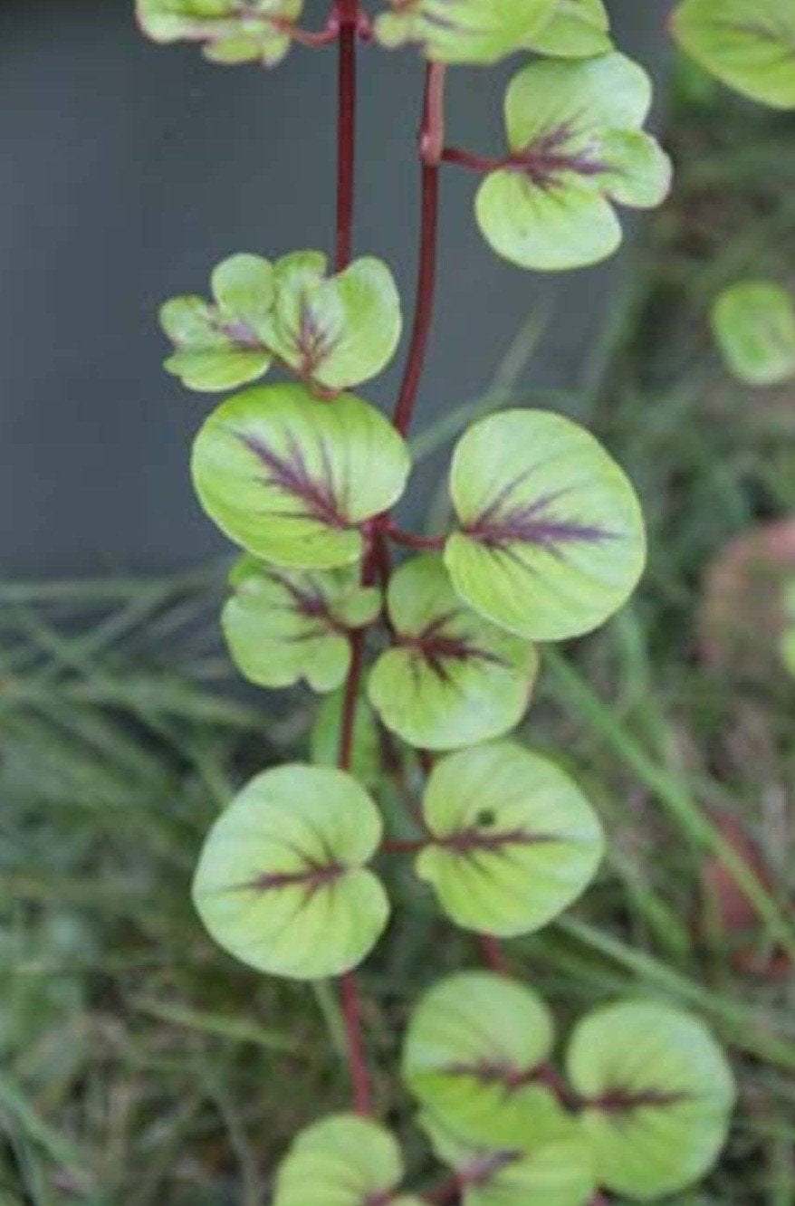 Lysimachia christinae 'Zixin', Ophalen, Overige soorten, Volle zon