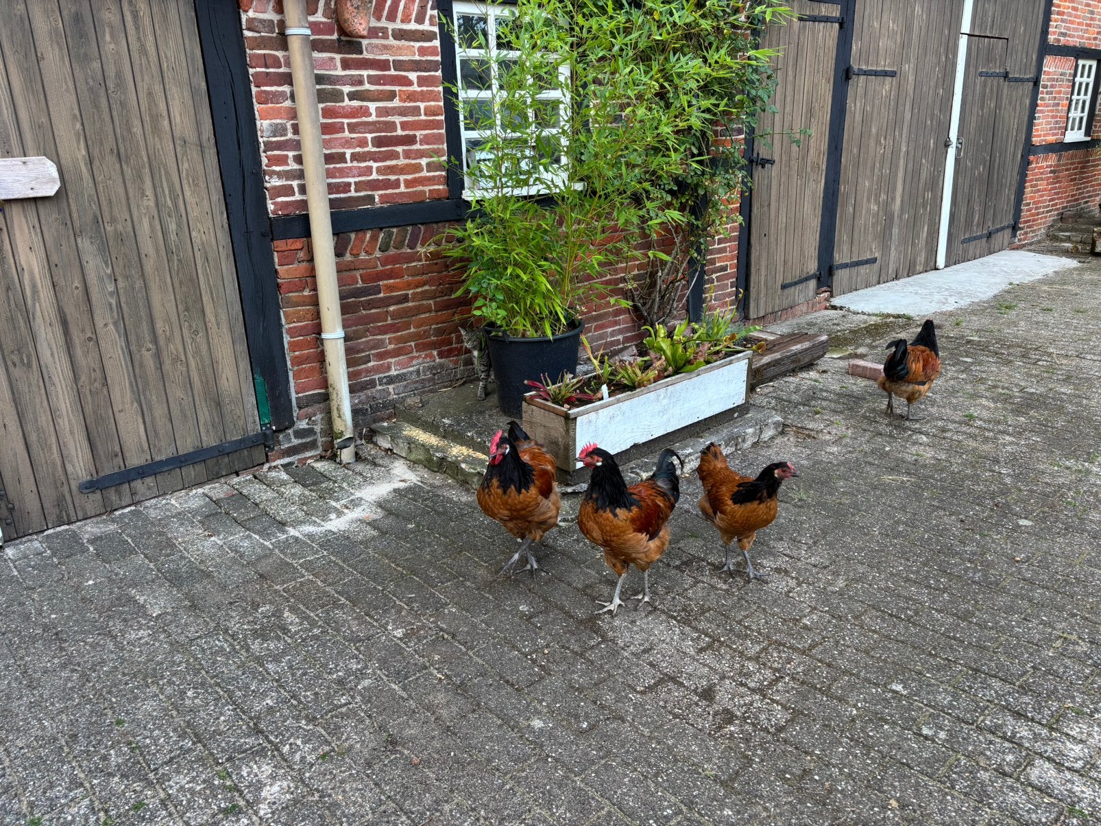 Vorwerk hanen, Mannelijk, Kip