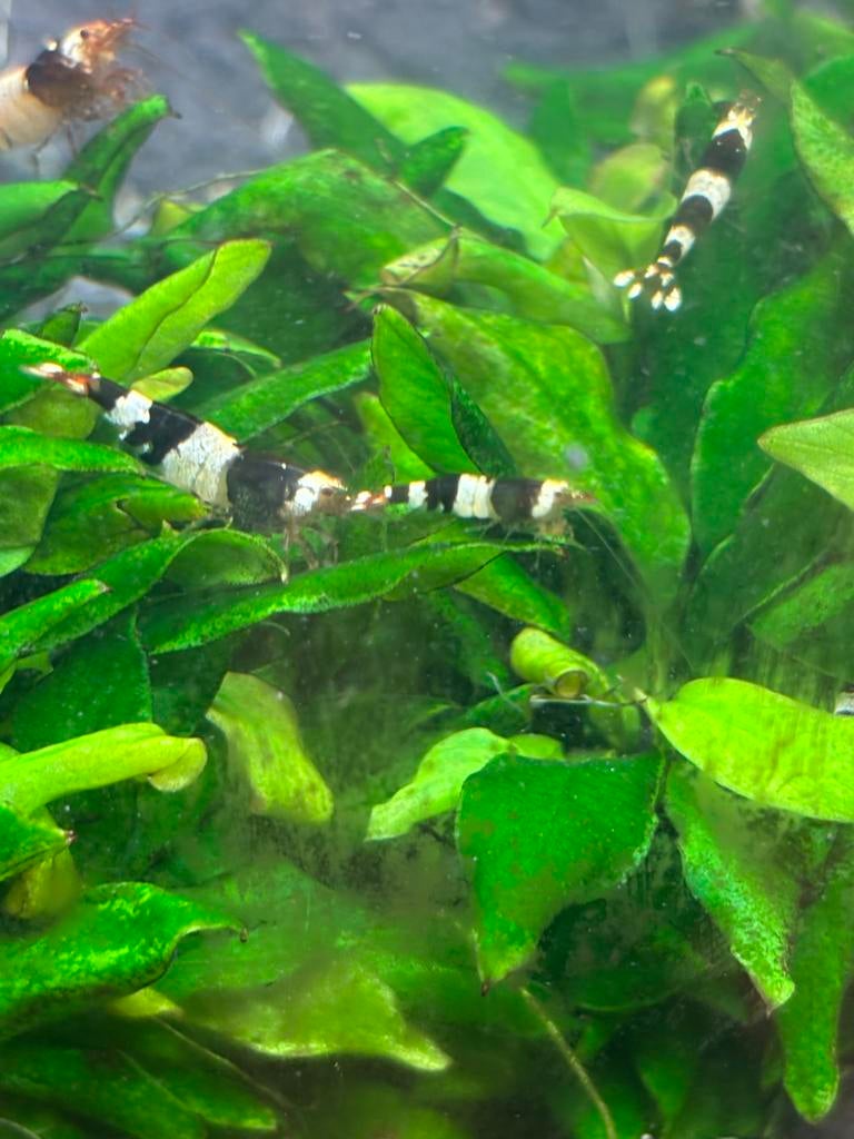 Caridina garnalen black chrystal op kraanwater, Dieren en Toebehoren, Kreeft, Krab of Garnaal