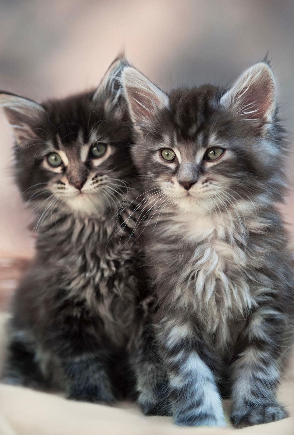 Main coon kittens, Meerdere dieren