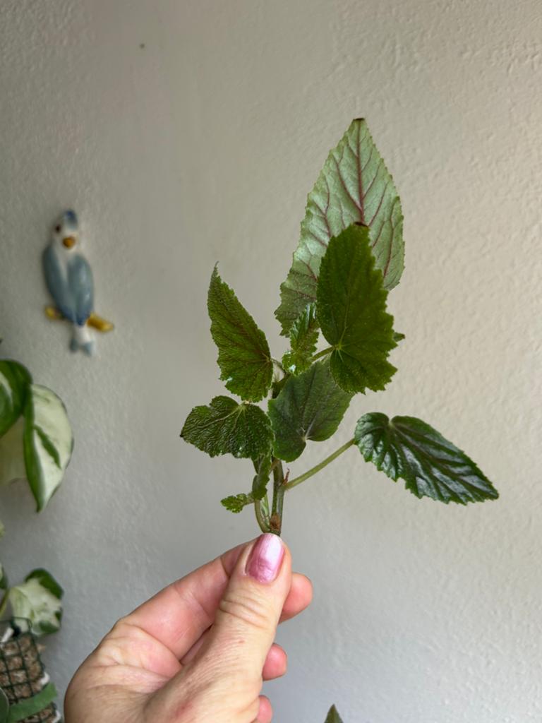 Begonia Metallica, meerdere stekken zie advertentie, Ophalen of Verzenden, Halfschaduw, Minder dan 100 cm