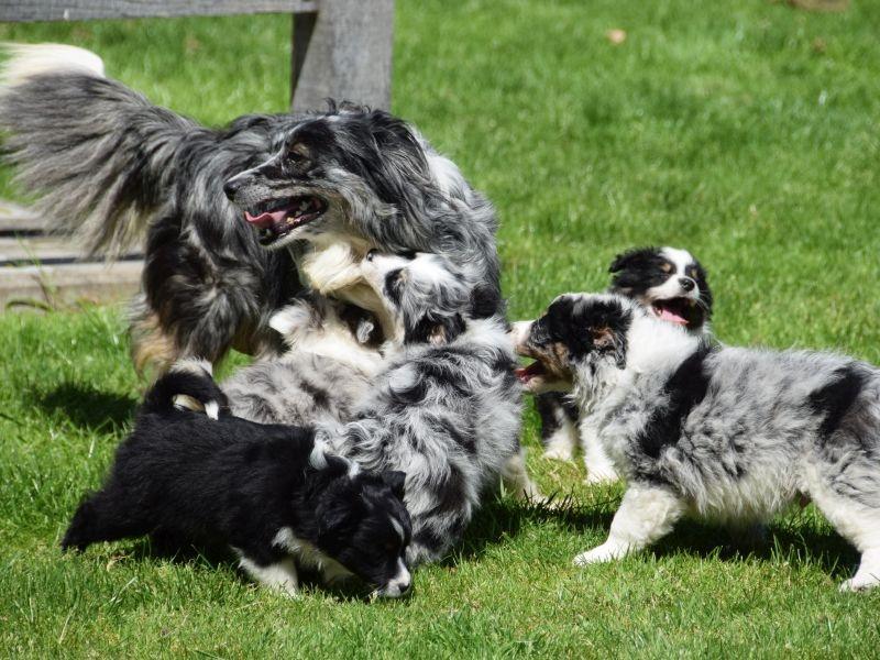Schitterende Miniature American Shepherd (MAS) pups, Parvo, Overige rassen, 8 tot 15 weken, Meerdere