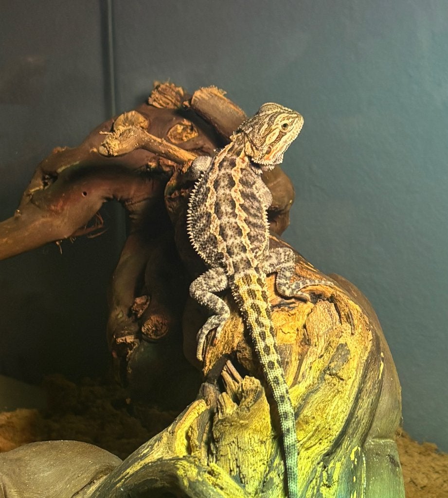Baardagaam ( mannetje) Bearded Dragon - male for sale from Kevin