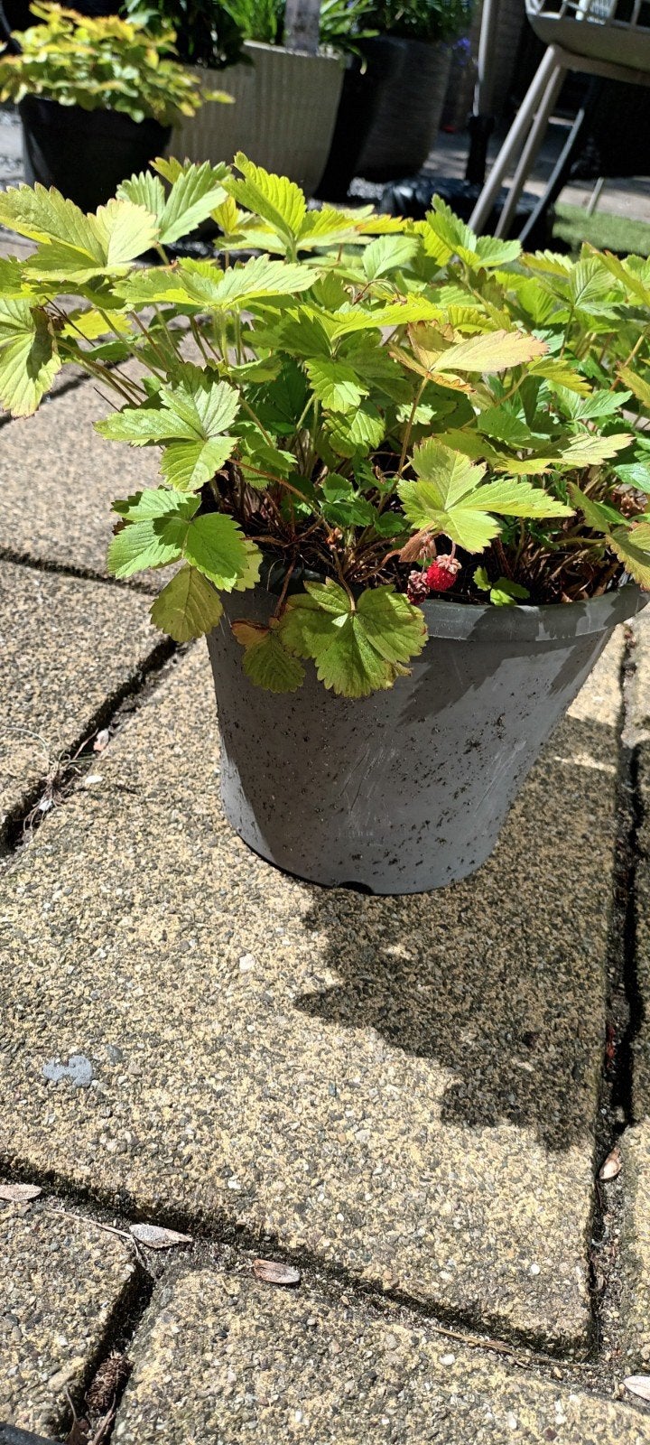 Bos aardbei, Ophalen, Minder dan 100 cm, Overige soorten