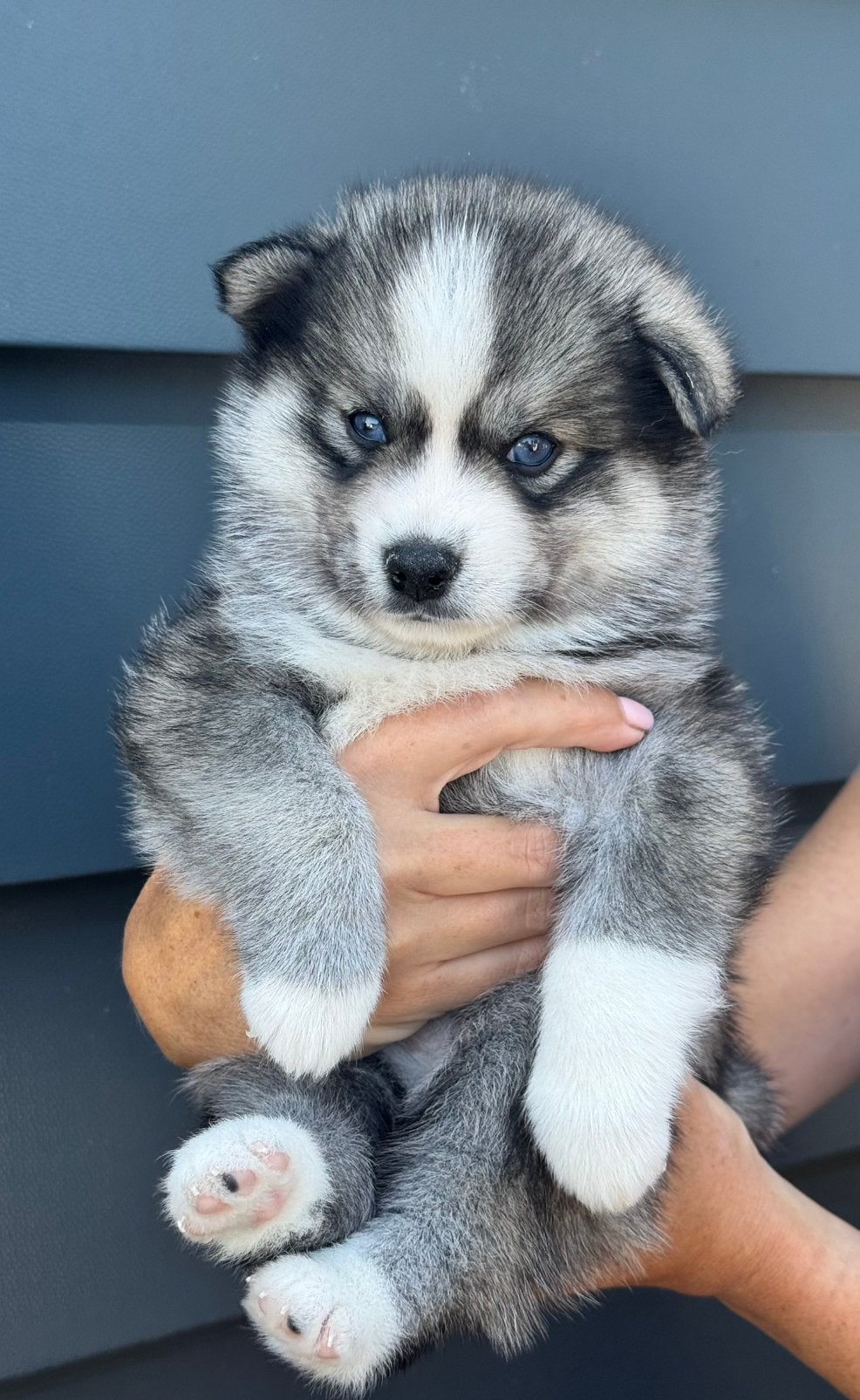 POMSKYNEDERLAND - POMSKY PUPPIES BESCHIKBAAR. (Mini husky), Dieren en Toebehoren, Parvo, Nederland, 8 tot 15 weken, Poolhond