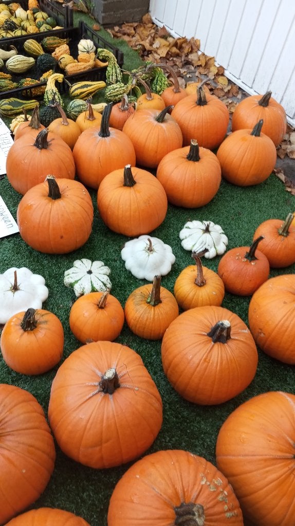 Halloween pompoenen, Ophalen, Nieuw