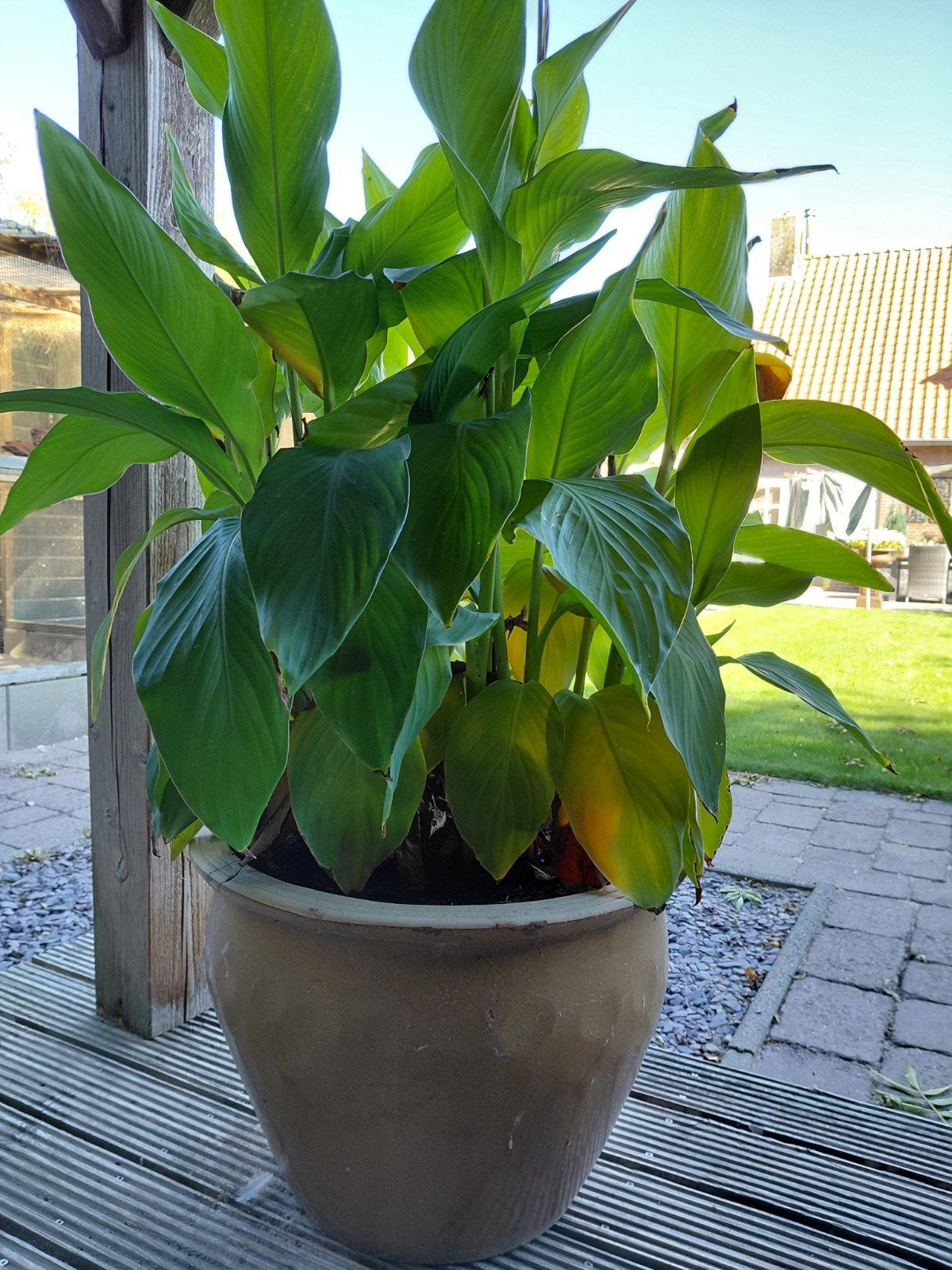 Grote pot met Canna, Ophalen, 40 cm of meer, Rond, Beton