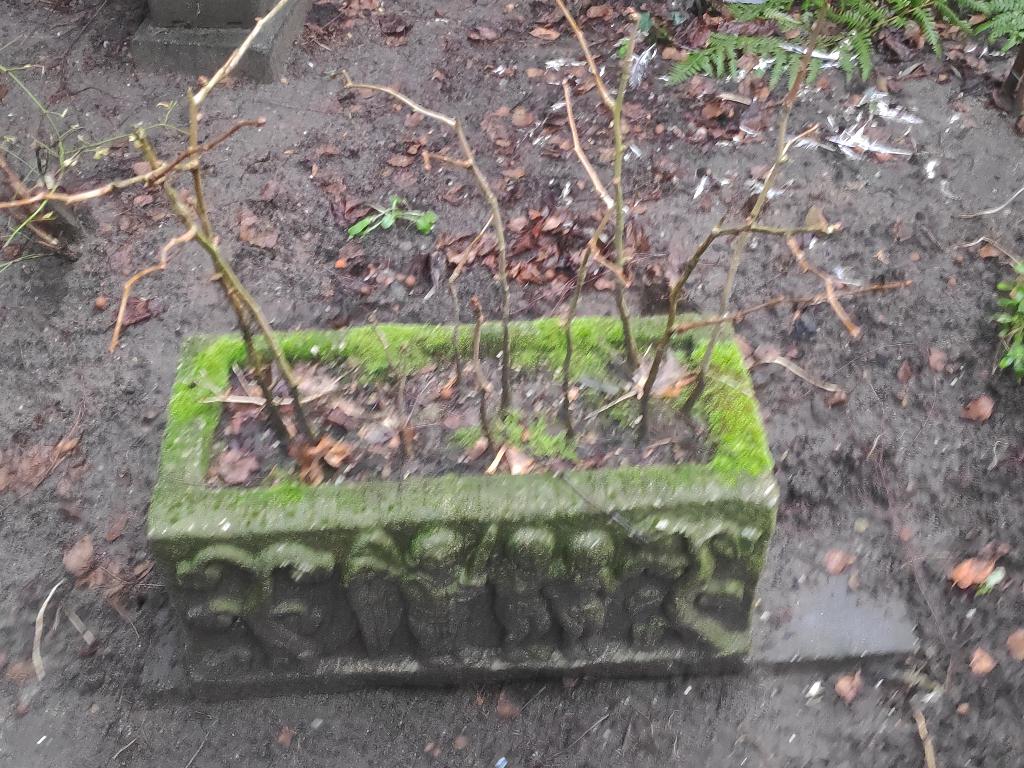 Ginkgo biloba, gingko, bonsai, levensboom, zaailing, Ophalen of Verzenden, Overige soorten, Volle zon