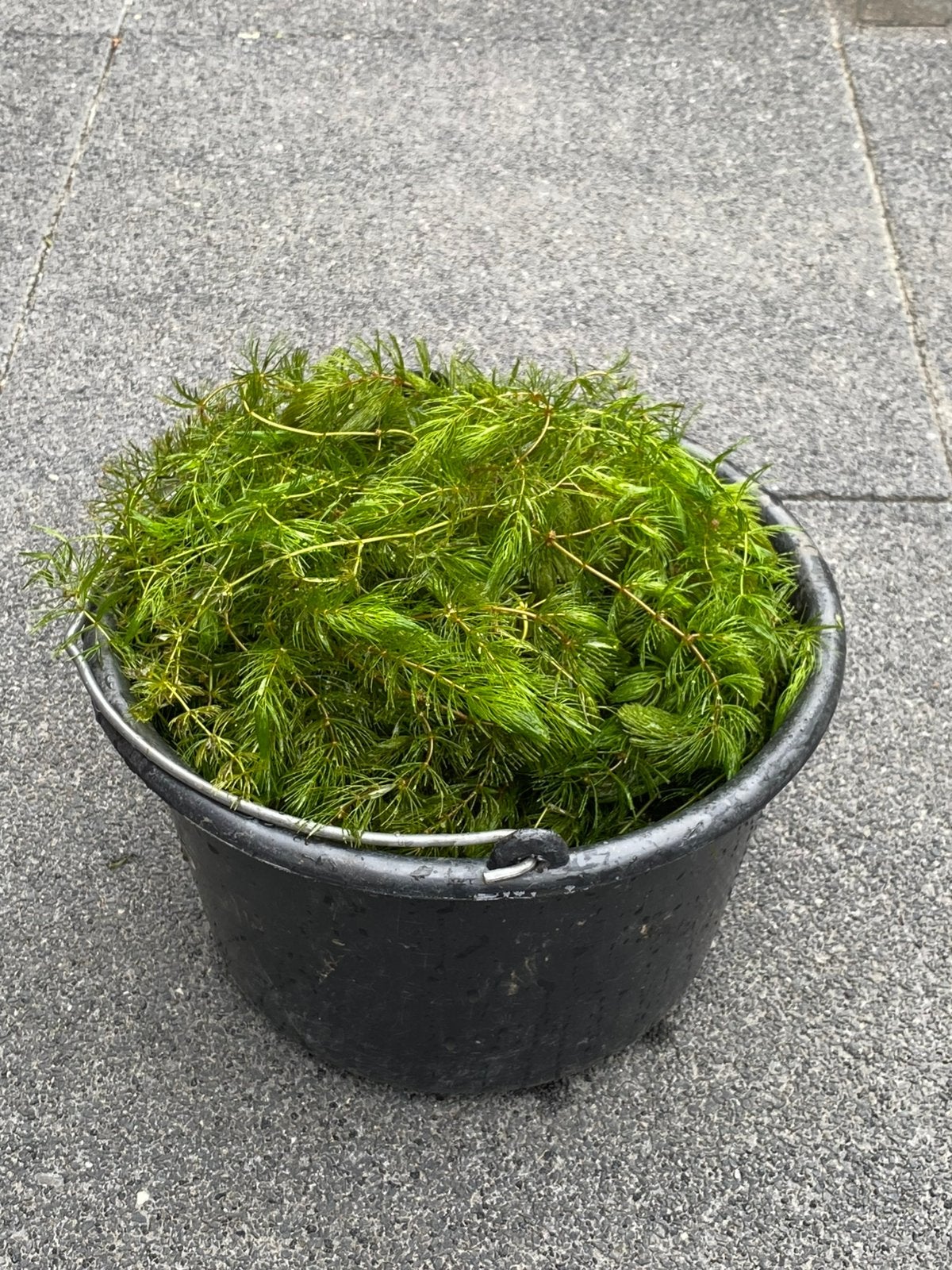 Zuurstofplanten hoornblad voor heldere vijver, Ophalen of Verzenden, Zo goed als nieuw