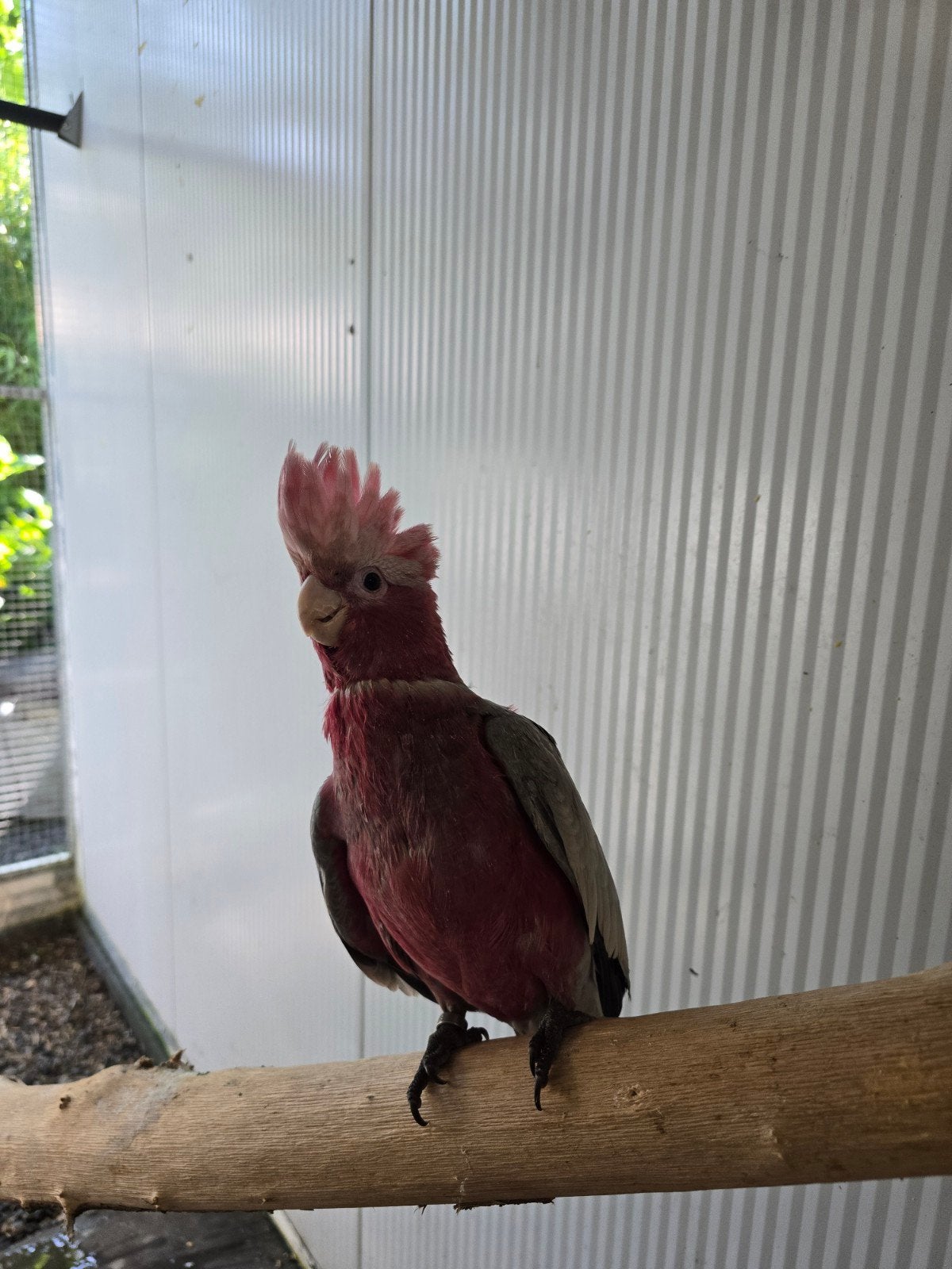 Handtamme rose kaketoes, Meerdere dieren, Papegaai