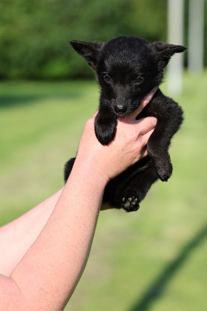duitse herder pups / border collie pups / reutjes, 8 tot 15 weken, Meerdere, Meerdere dieren, Herder