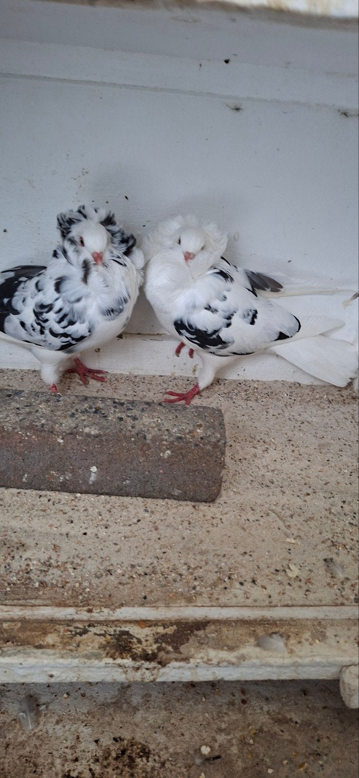 te koop sierduiven Oudhollands kapucijnen duiven zwart getij, Dieren en Toebehoren, Meerdere dieren, Overige soorten