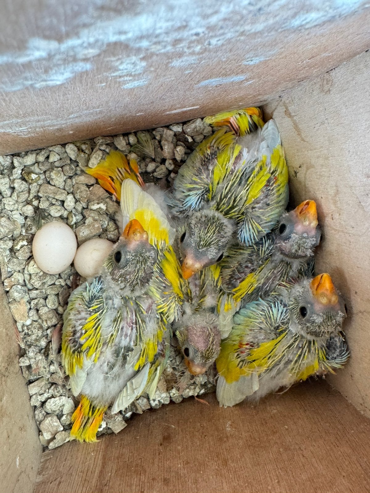 Jonge lutino roodbuik Turgoisines, Dieren en Toebehoren, Meerdere dieren, Dwergpapegaai of Agapornis, Tam