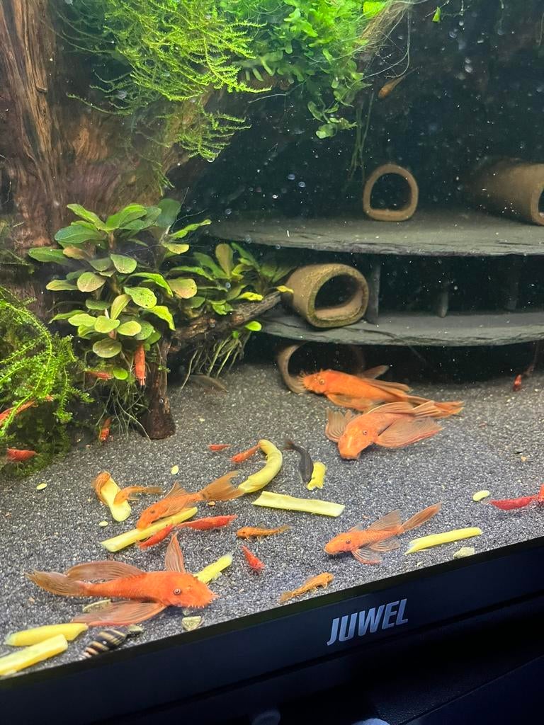Super red ancistrus jongen longfinn gen / aquariumvissen, Dieren en Toebehoren, Vis, Zoetwatervis