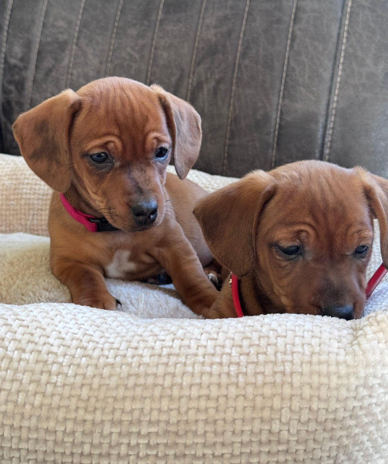 🩷🩵🩷Prachtig nestje jack/teck pups🩷🩵🩷, Jack Russell Terriër, CDV (hondenziekte), 8 tot 15 weken, Meerdere