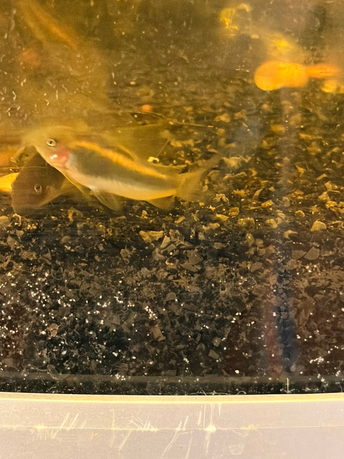 Corydora Goldstripe, Dieren en Toebehoren, Vissen | Aquariumvissen, Vis