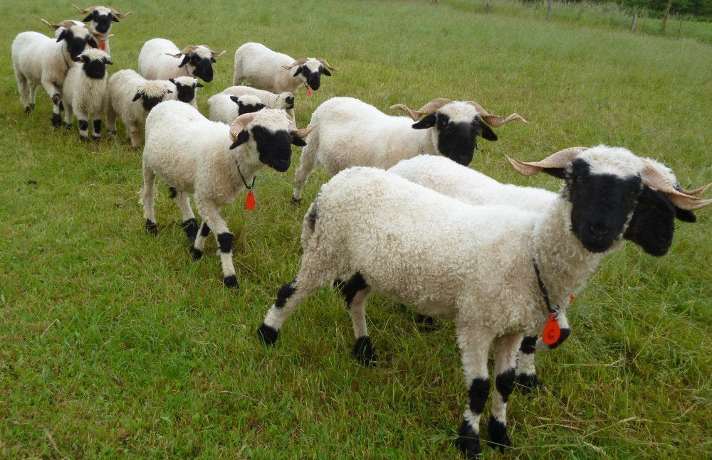 Prachtige mooie wallische schwarzne rammen, Dieren en Toebehoren, Mannelijk, Schaap