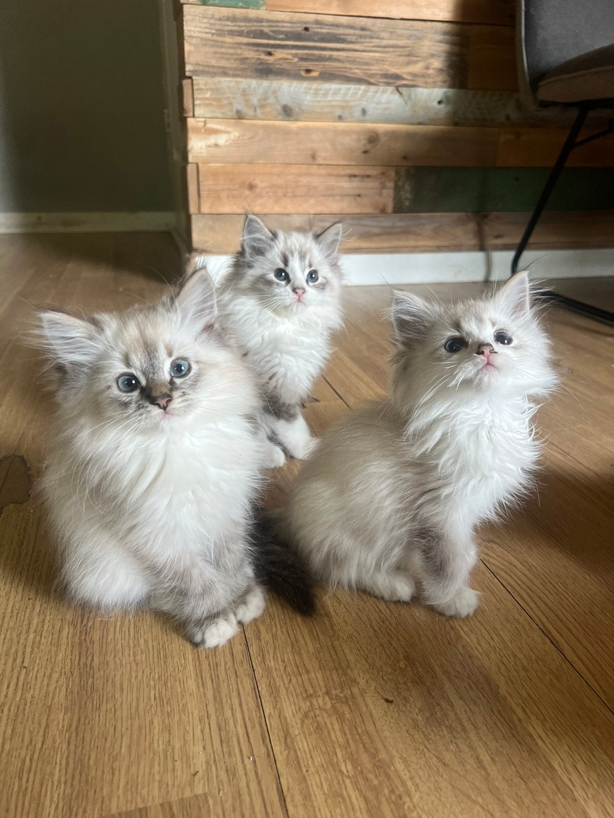 Prachtige Ragdoll kittens zoeken een liefdevol thuis, Dieren en Toebehoren, Katten en Kittens | Raskatten | Langhaar, Meerdere dieren