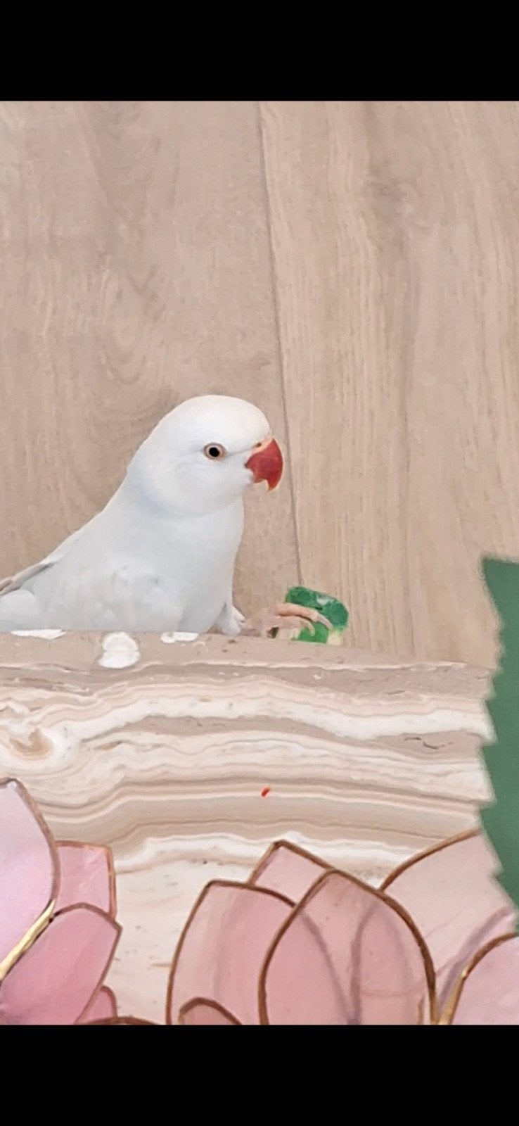 Tamme Halsbandparkiet  met kooi, Dieren en Toebehoren, Vogels | Parkieten en Papegaaien, Mannelijk, Parkiet, Tam