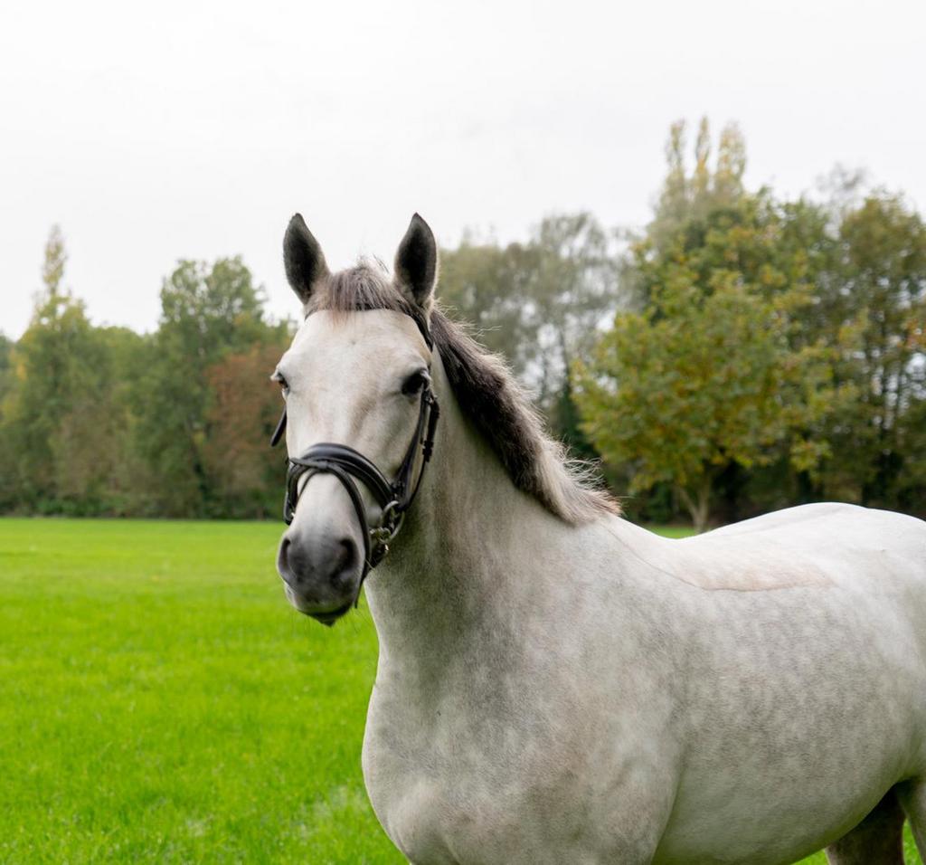 Mooie en leuke 6 jarige merrie aangeboden!, Merrie, Met stamboom, B, 3 tot 6 jaar