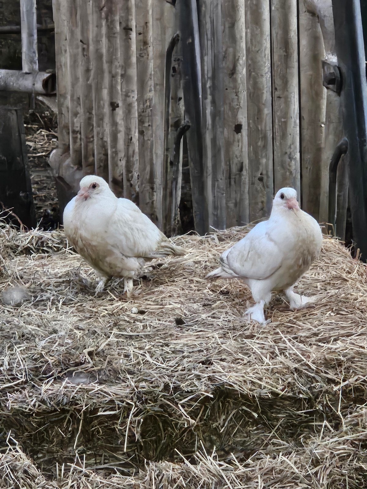 Jonge witte duiven, Dieren en Toebehoren, Pluimvee, Meerdere dieren, Eend