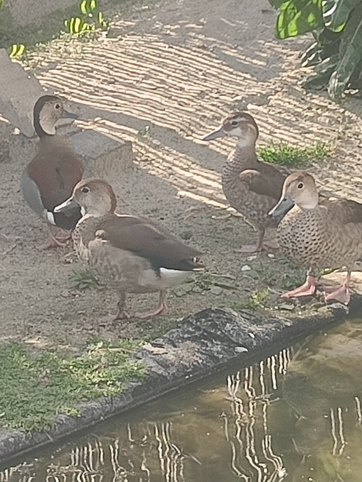 roodschouder taling, Dieren en Toebehoren, Geslacht onbekend, Eend
