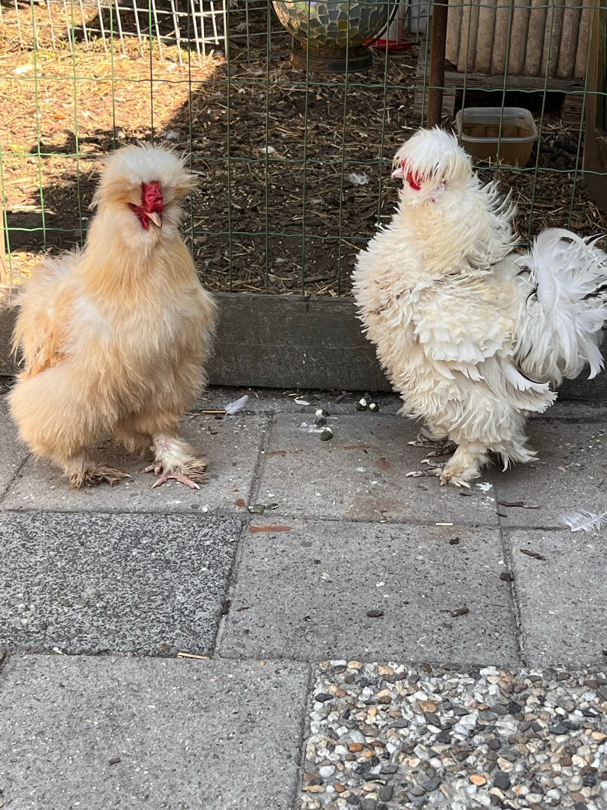 Zijdehoender haantjes, Dieren en Toebehoren, Pluimvee, Mannelijk, Kip