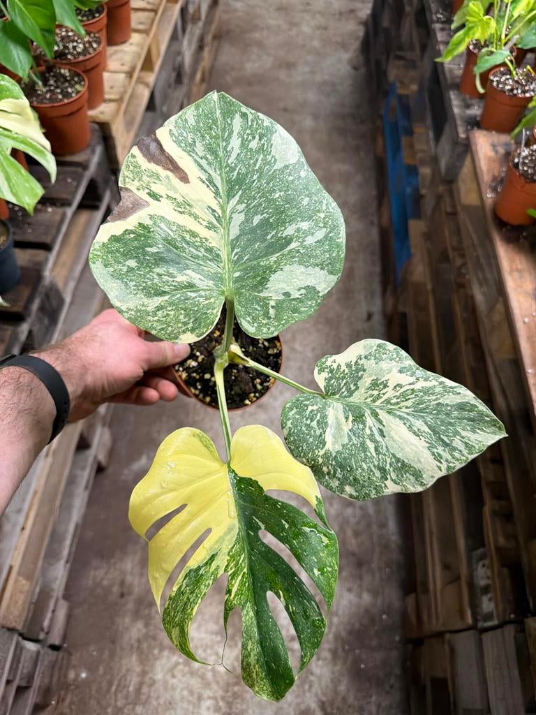Monstera Deliciosa Crème Brulee - Pot 12, Ophalen of Verzenden