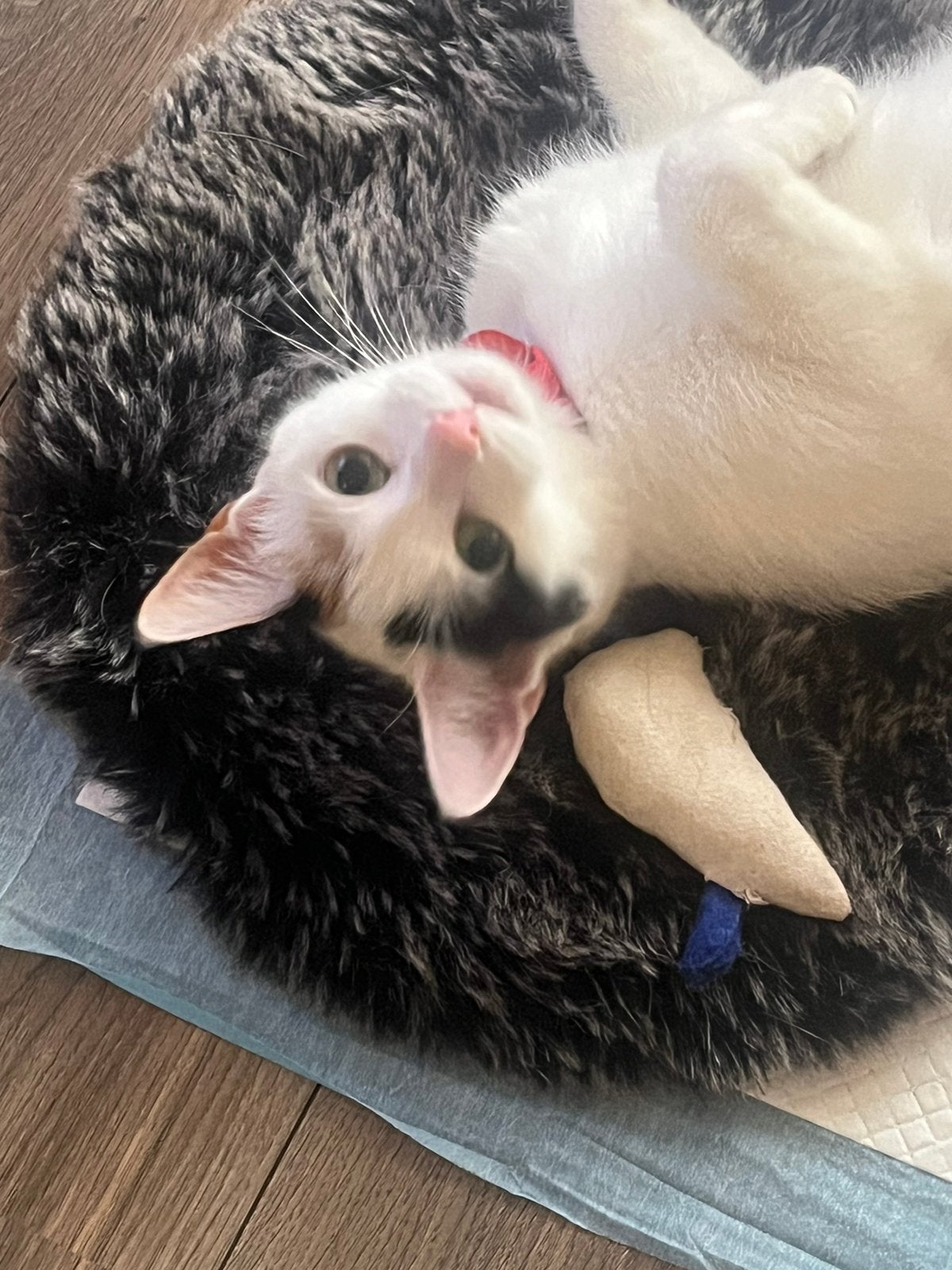 Kittens half brits, Dieren en Toebehoren, Meerdere dieren, Ontwormd, 0 tot 2 jaar