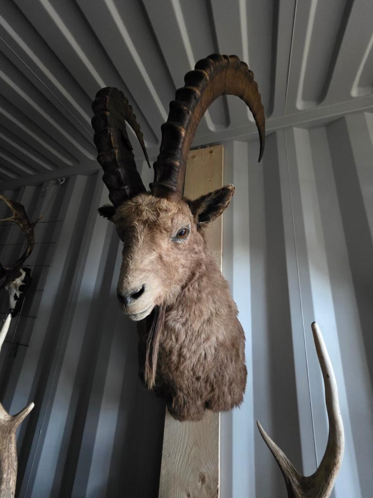 Grote opgezette ibex taxidermie steenbok opgezette dieren, Ophalen of Verzenden, Vogel, Opgezet dier
