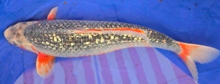 koi Ginrin Asagi, Karper of Koi