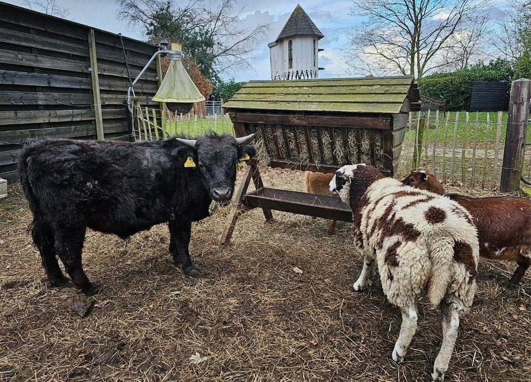 aangeboden: walliser ram en mini stier dahomey, Mannelijk, Schaap