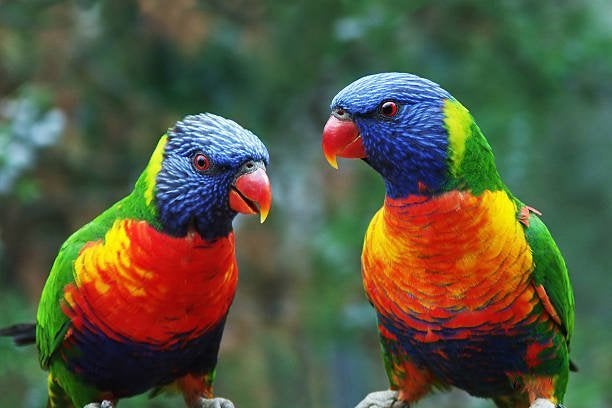 super Tam Papegaai Lori van de blauwe bergen, Dieren en Toebehoren, Vogels | Parkieten en Papegaaien, Meerdere dieren, Papegaai