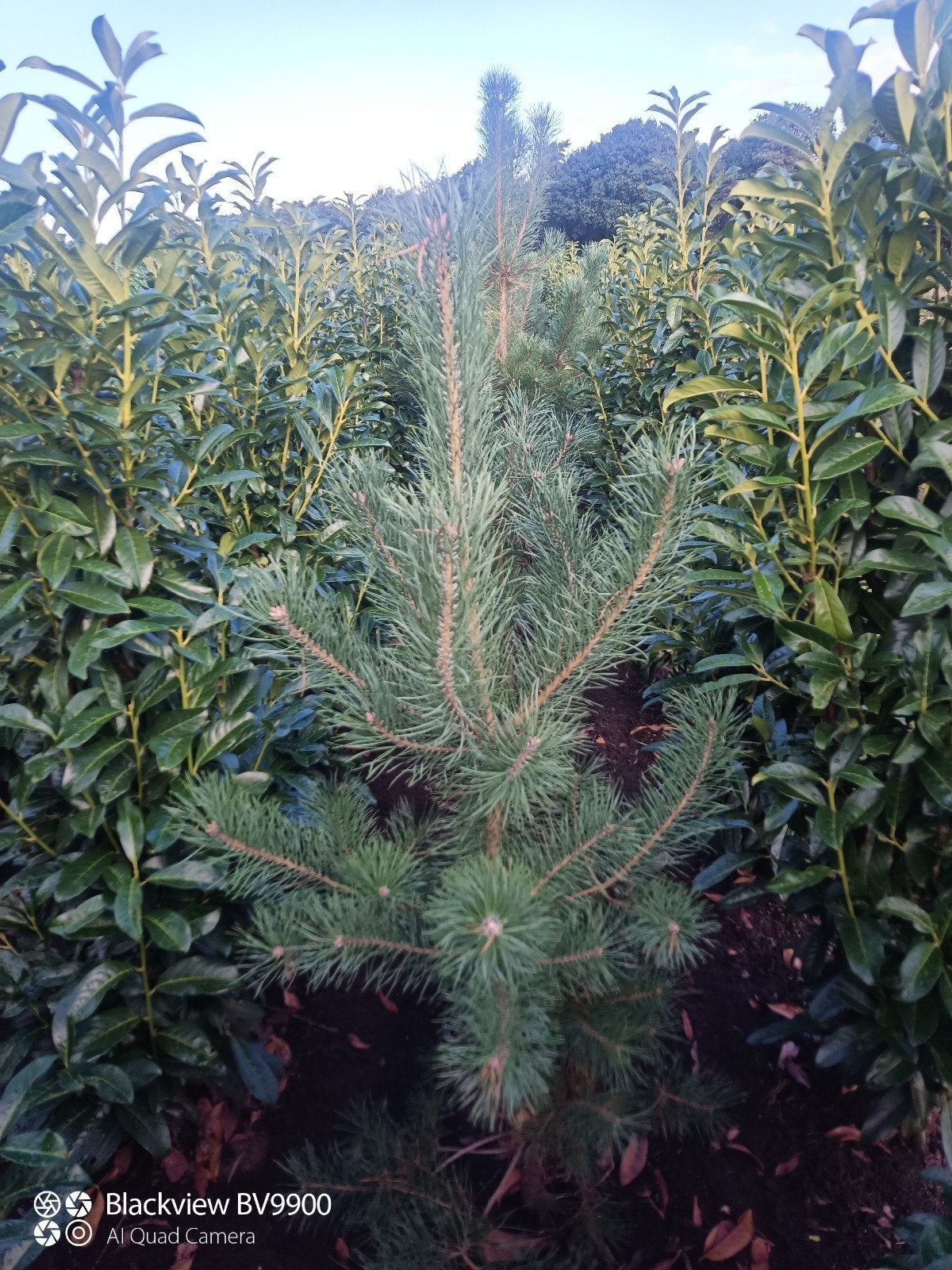 Pinus sylvestris grove den 125-150cm en 150-175cm bomen, Tuin en Terras, Bloeit niet, Halfschaduw, 100 tot 250 cm, Overige soorten