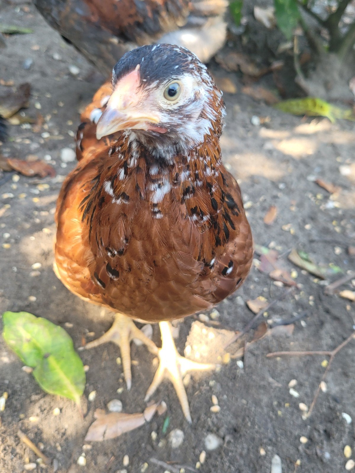 Wyandotte kriel haantje, Dieren en Toebehoren, Mannelijk, Kip