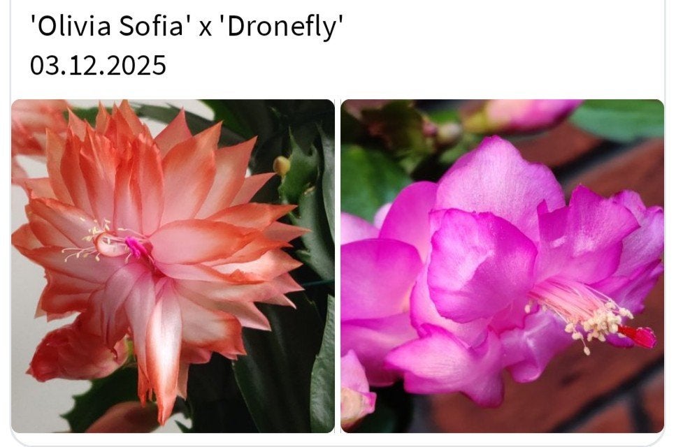 Schlumbergera nieuwe hybride zaadbesje op 1 bladsegment, Verzenden, Halfschaduw, Minder dan 100 cm
