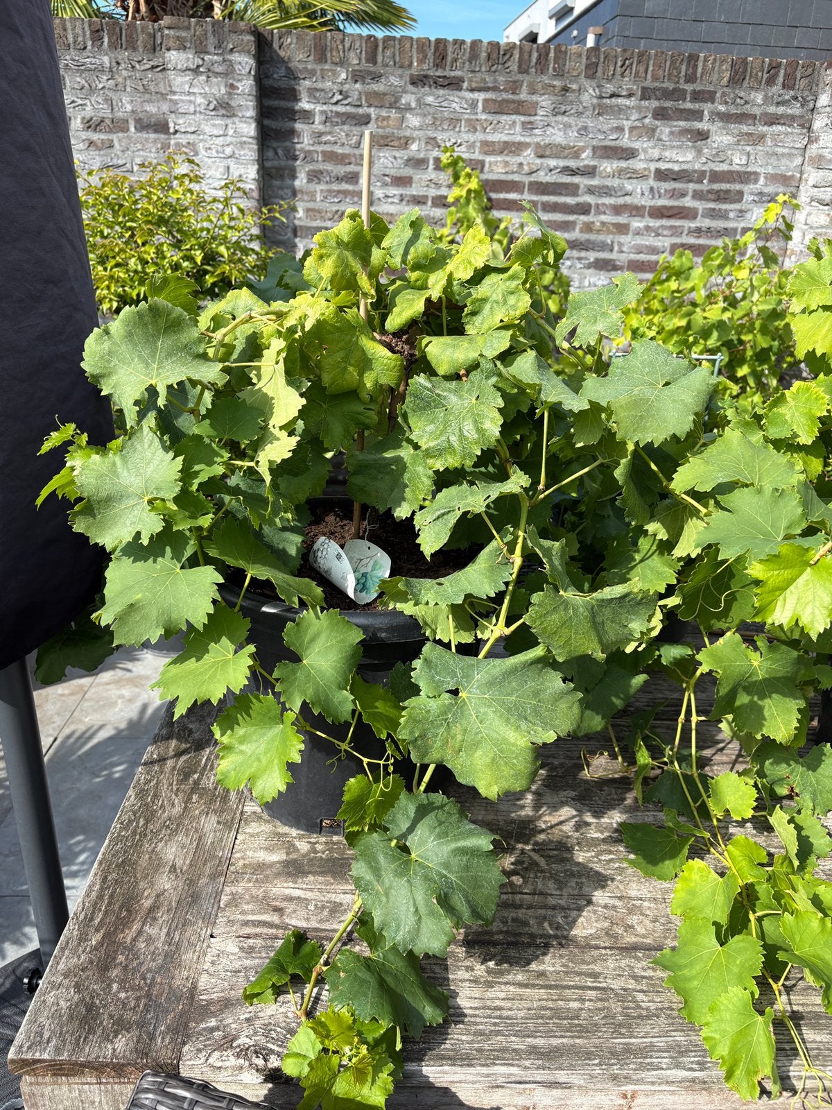 Diverse leuke druivenplanten in pot aangeboden!!, Tuin en Terras, Ophalen, Minder dan 100 cm, Lente, Overige soorten