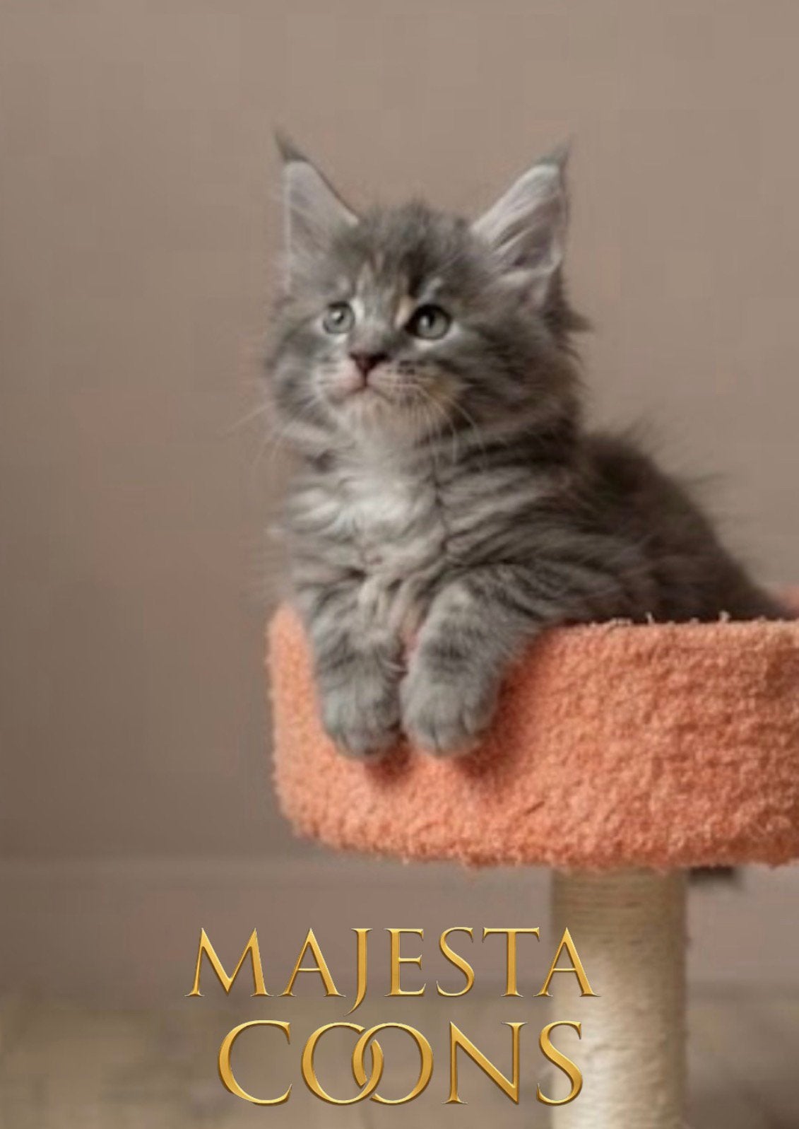 💕 Maine Coon meisje (kitten)  met Stamboom 💕, Poes, Met stamboom, 0 tot 2 jaar