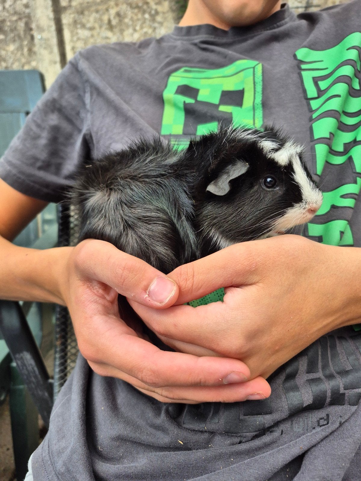 beertje 29-5, Dieren en Toebehoren, Cavia, Mannelijk, Mei, Tam