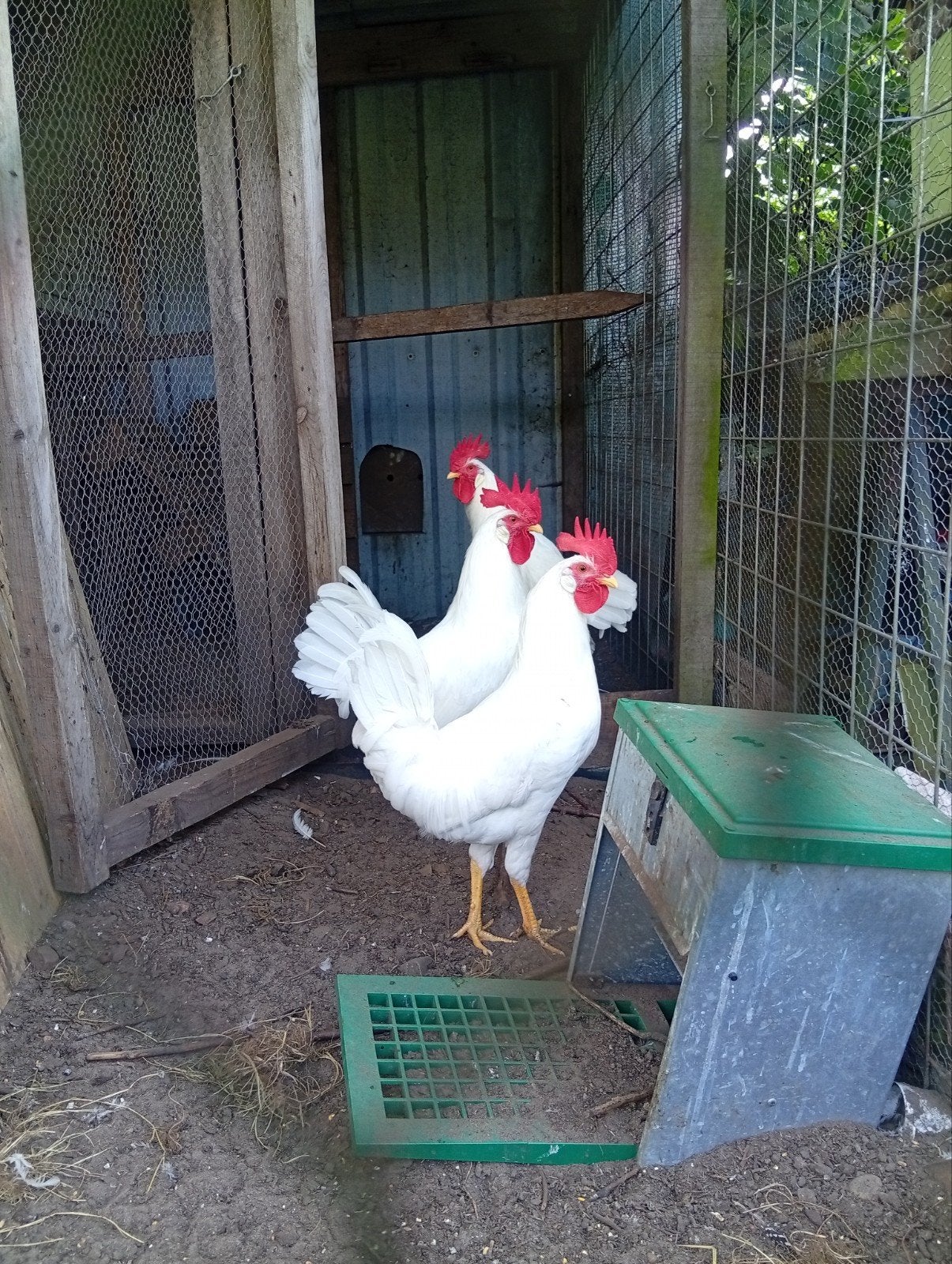 Super nick Hanen, Dieren en Toebehoren, Pluimvee, Mannelijk, Kip