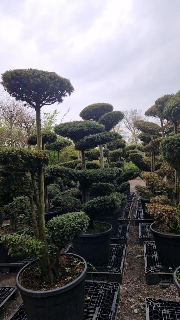 Taxus Bonsai - Prachtig Gevormde Venijnboom, Tuin en Terras, Vaste plant, Bloeit niet, Halfschaduw, Ophalen