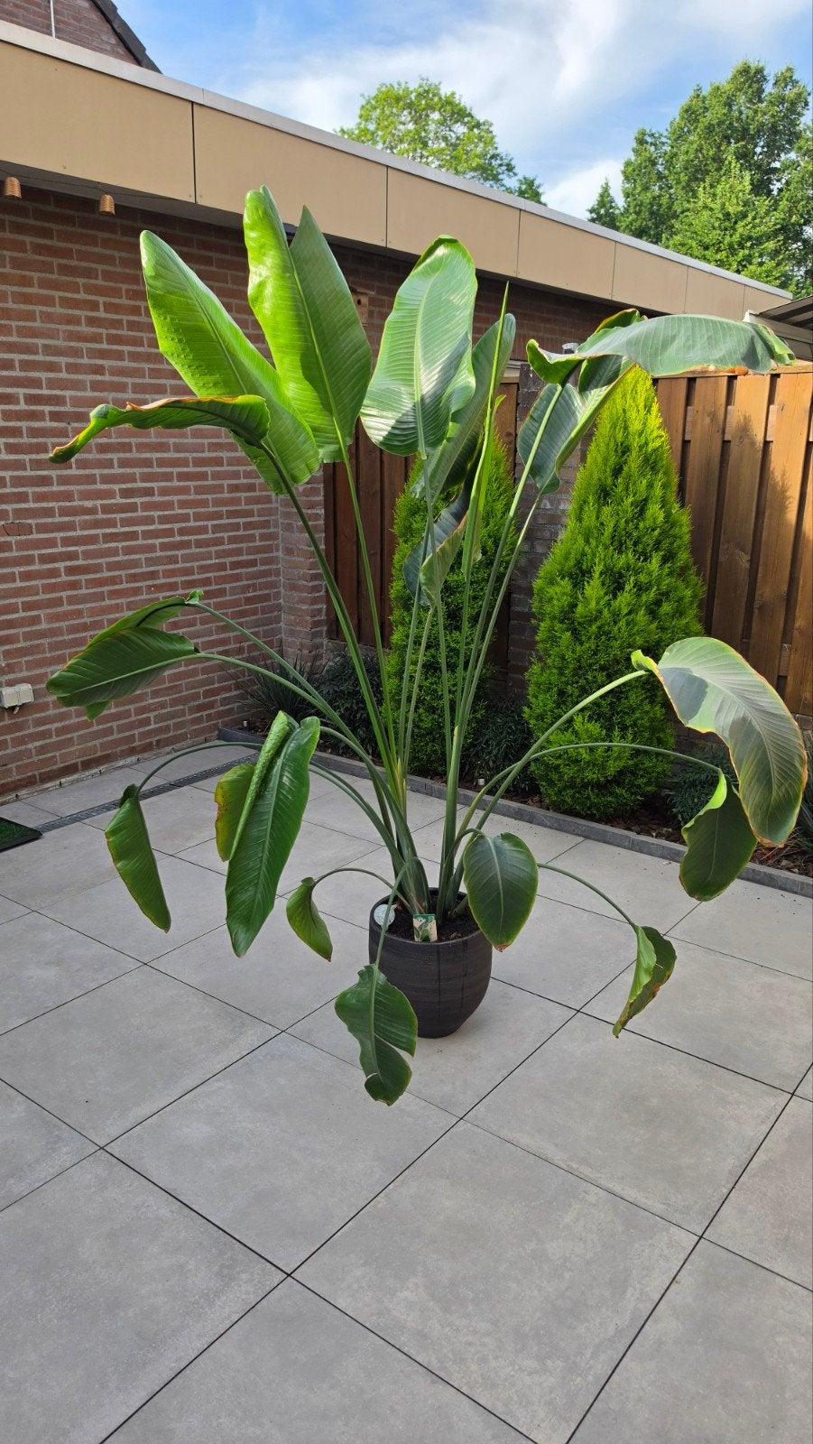 Grote Strelitzia Nicolai - Paradijsvogelplant in pot, Ophalen, Overige soorten, In pot, 150 tot 200 cm