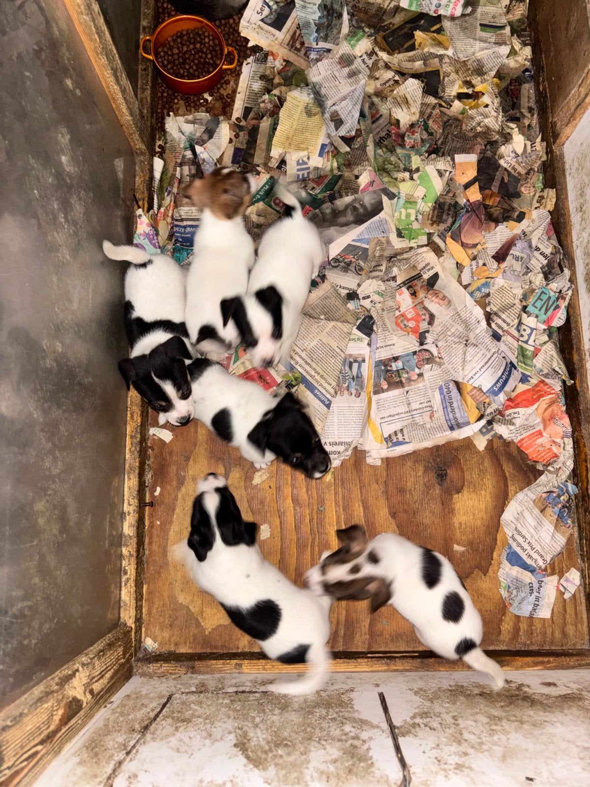 Te Koop Jack Russell pups, Jack Russell Terriër, 8 tot 15 weken, Parvo, Meerdere