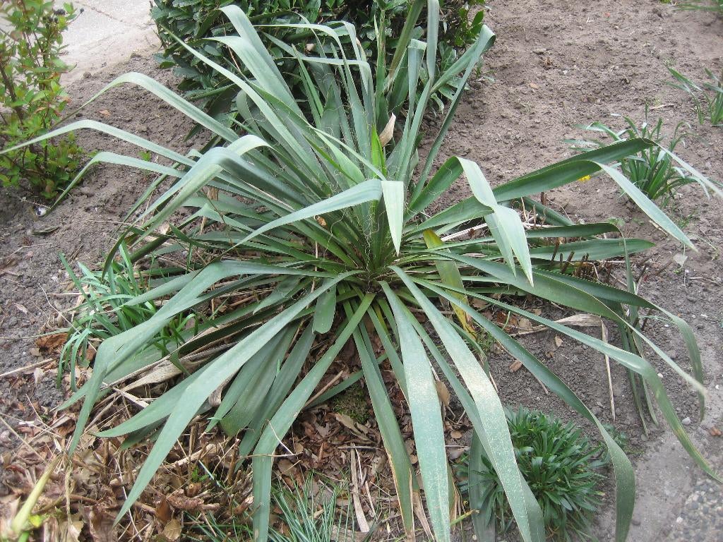yucca, Volle zon, Vaste plant, Zomer, Ophalen