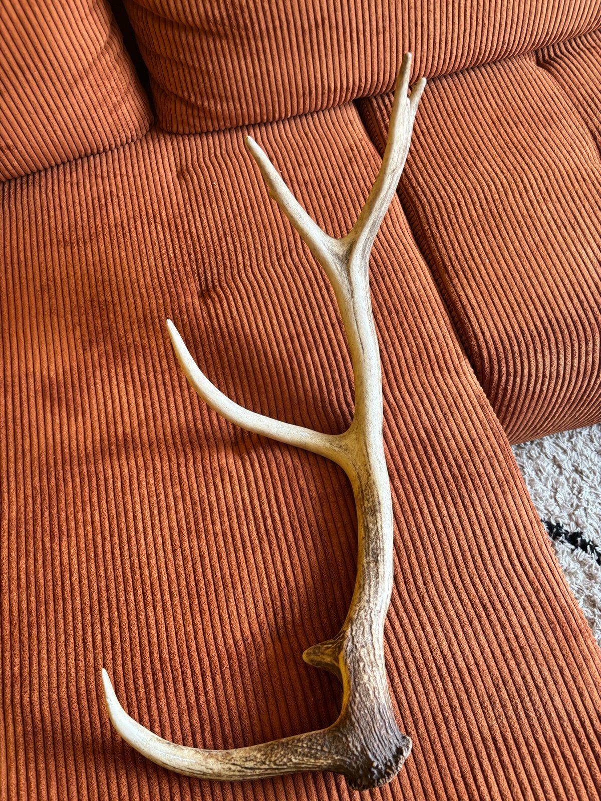 Prachtig Gewei - Natuurlijke Decoratie, Ophalen, Gebruikt, Landelijk, Natuurlijk materiaal