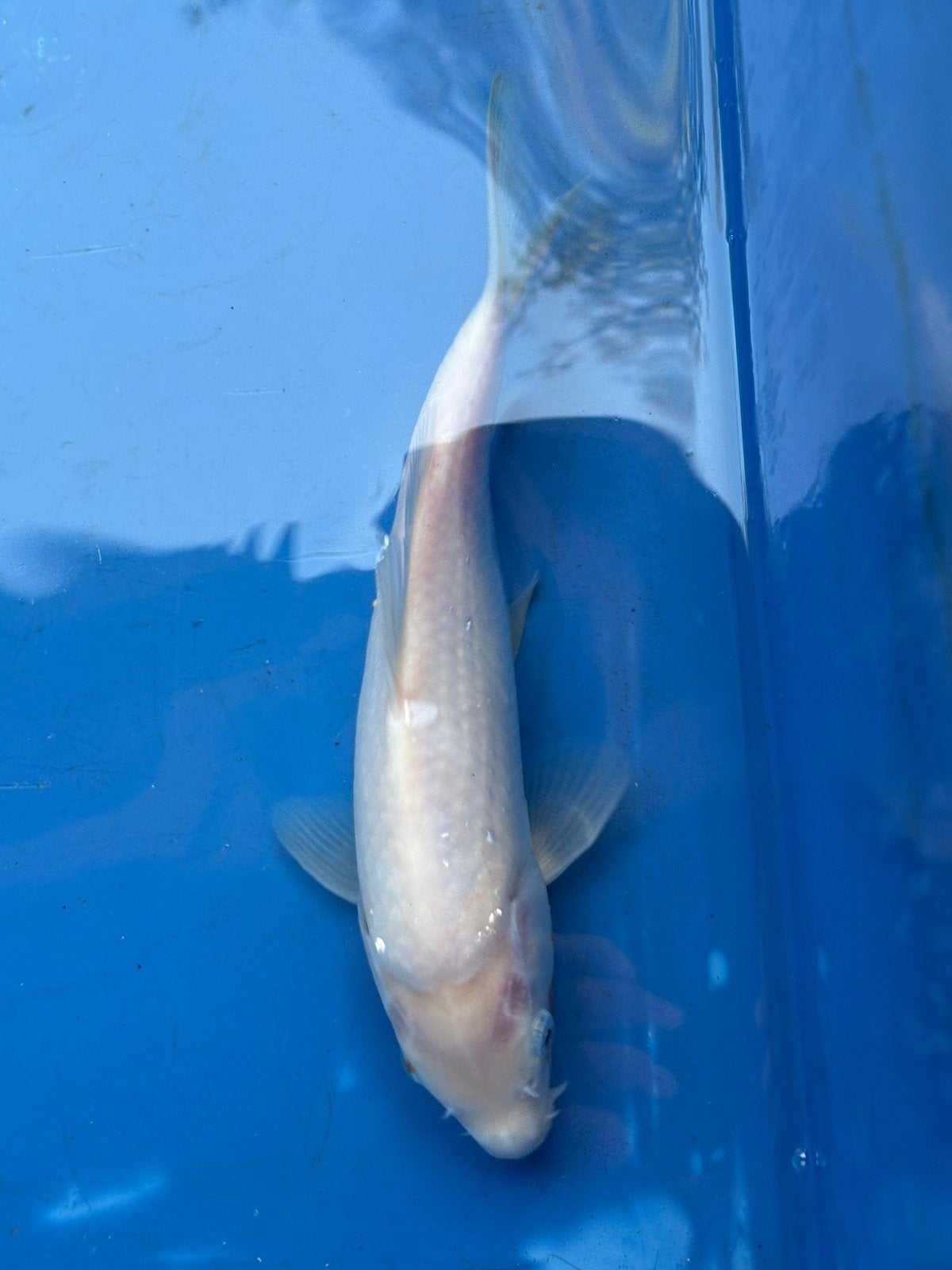 Gratis 20 cm koi, Karper of Koi