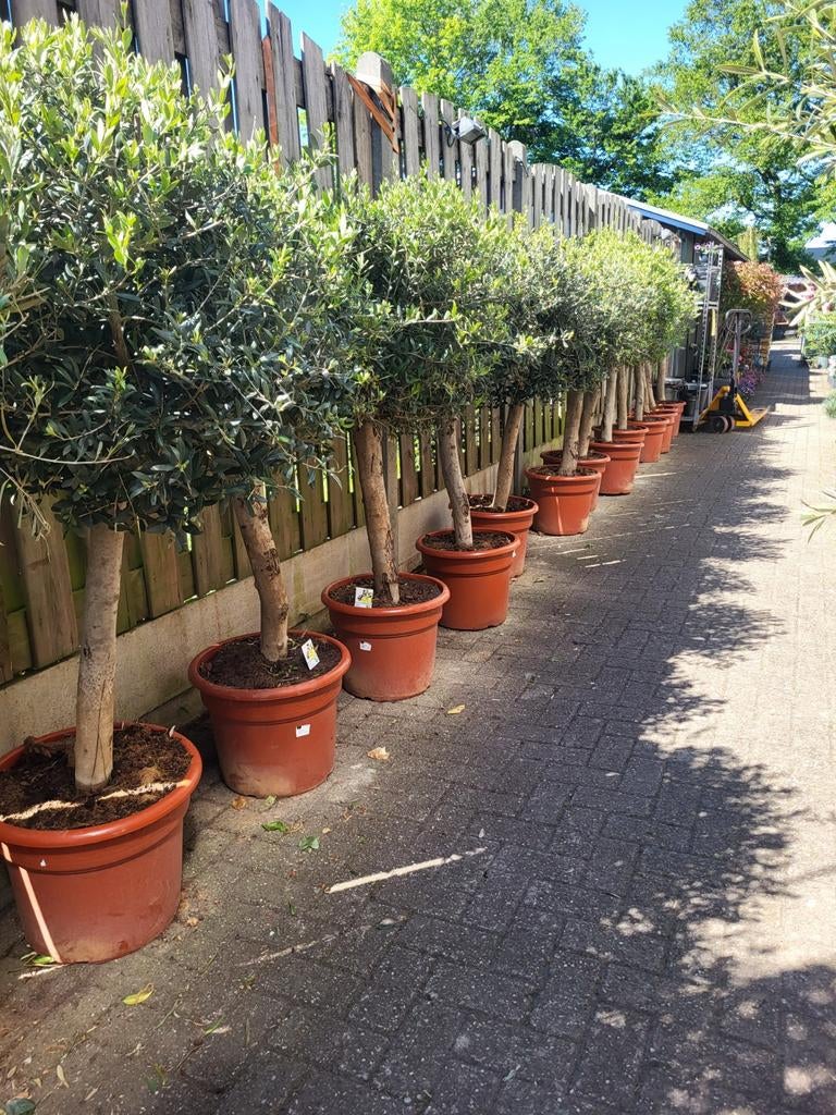 Olijfbomen deal !!!, Volle zon, Ophalen of Verzenden, 100 tot 250 cm, Olijfboom