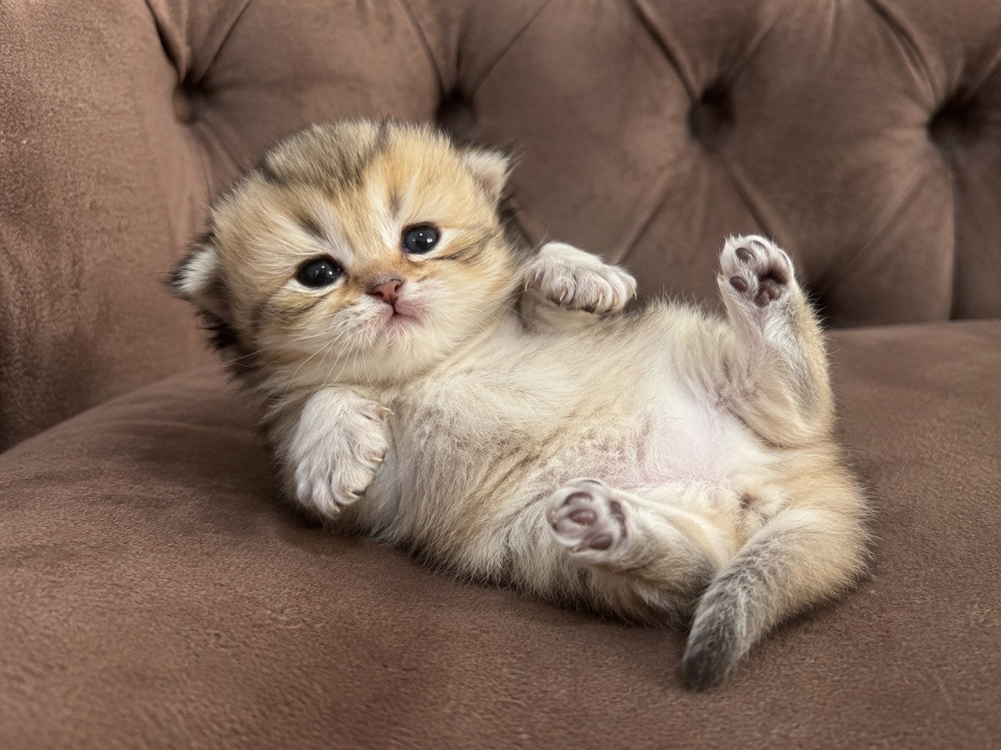 langhaar British kittens zoeken een liefdevol huisje, Meerdere dieren, Ontwormd