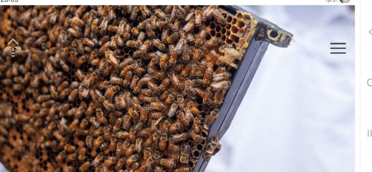 bijenvolk, Dieren en Toebehoren, Insecten en Spinnen, Bijen