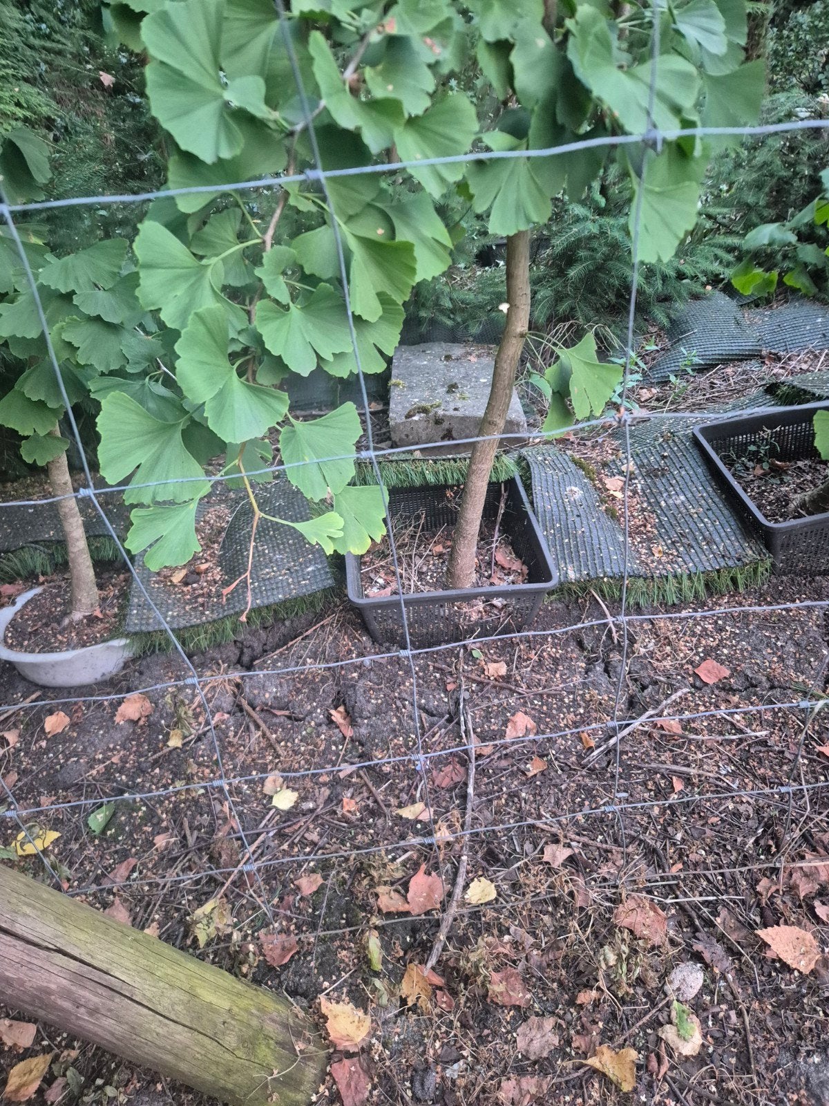 Ginkgo Biloba - 250 cm hoog in vijvernetje, Tuin en Terras, Planten | Bomen, Ophalen of Verzenden